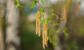 We look at treatments and how to avoid symptoms. Allergi Mot Bjorkepollen Lommelegen