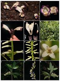 Image result for Achyrospermum laterale