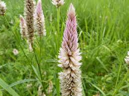 Image result for Celosia argentea