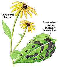 The root has been used traditionally as an herbal remedy to rid the body of parasitic worms. Septoria Leaf Spot Garden Gate