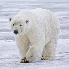 These long swims appear to be a response to declining summer sea ice in the. Polar Bear Wikipedia