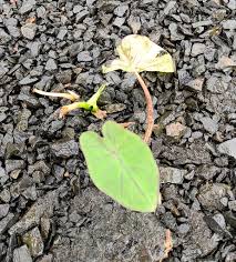 Image result for Vellereophyton dealbatum