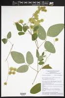 Image result for Desmodium psilocarpum