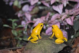Bildet : natur, blomst, dyr, dyreliv, vill, frosk, amfibier, gul, flora,  fauna, toksisk, virveldyr, salamander, Salamandra, makrofotografering, ekte  salamandere, european ildsalamander 3872x2592 - - 1026321 - Bilder Gratis -  PxHere