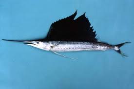 Image result for sailfish