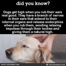 Dogs Get High When You Rub Their Ears Real Good They Have A Branch Of Nerves In Their Ears That Extend To Their Internal Organs And Re Dogs Dog Facts Dog