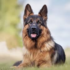 Having the right supplies can make welcoming your new german shepherd into your home that much easier. How Much Does A German Shepherd Cost Prices Puppy Expenses