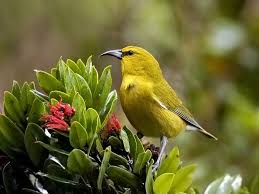 Kauai Forest Birds Recovery Project Home Birds Pretty Birds Pet Birds
