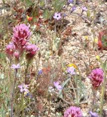 Maybe you would like to learn more about one of these? How To Plant California Native Wildflowers