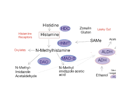 Image result for Histamine