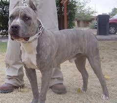 Снаряжение форма подразделения показать полностью. Brindle Pit Bull Pictures Good Pit Bulls