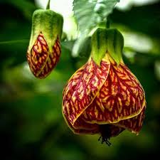 Abutilon biltmore ball gown also makes an excellent houseplant during the winter months, and accomplished gardeners can train the plant into a topiary shape. Phipps Conservatory On Instagram This Week S Featured Photo 706photo Abutilon Biltmore Ballgown Be Sure To Us Phipps Conservatory Featured Photo Phipps