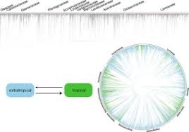 Image result for Thomandersiaceae