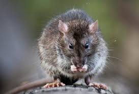 Purple squirrel rodent raccoon rat, squirrel, mammal, animals png. Roof Rat Types Facts And How To Identify Roof Rat Control Removal Holder S Pest Solutions