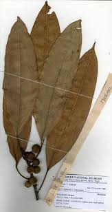 Image result for Ficus barteri