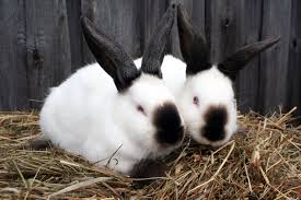 Great savings & free delivery / collection on many items. 15 Types Of Pet Rabbits Having Rabbits As Pets