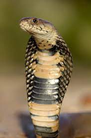 Pin On Snake And Naga Board