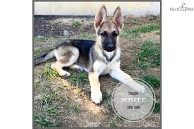 Click here for a puppy application today! German Shepherd Puppies For Sale Manchester Gumtree
