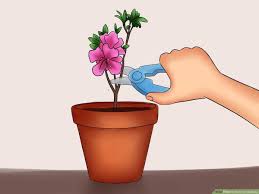 Maybe you would like to learn more about one of these? How To Care For Azaleas With Pictures Wikihow
