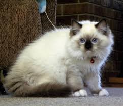 We have children in california, so we are able to deliver kittens to you there. Ragatootie Ragdolls Home Facebook