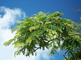 Image result for Albizia adianthifolia × gummifera