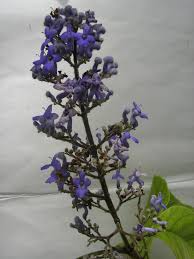 Image result for Oldfieldia macrocarpa