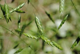Image result for Bromus  commutatus