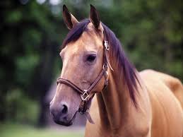 Image result for HORSE