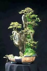 Many indoor gardeners (myself included) have successfully grafted the broken cactus arm(s) back onto the cactus. Can You Fix A Broken Bonsai Tree Branch Bonsai Tree Bonsai Tree Bonsai Art Bonsai Forest