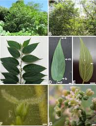 Image result for Trema sp A