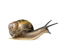 Garden Snail In Front Of A White Background Affiliate Snail Garden Front Background White Ad Snails In Garden Snail Animals
