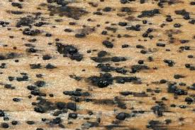 Image result for bed bugs droppings
