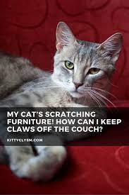 How To Train Your Cat To Stop Biting People Ideas Cats Furniture Scratches Cat Training Scratching