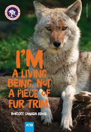 Pin On Take Action For Animals