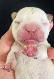 The stress and exertion of having to push the puppies out in a natural whelping can cause the uterus to stretch. French Bulldog Puppies Newborn Pets Lovers