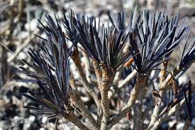 Image result for Velloziaceae