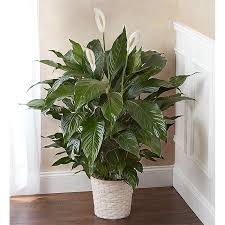 Maybe you would like to learn more about one of these? Large Potted Peace Lily Crown Florals Parkersburg Wv 26101