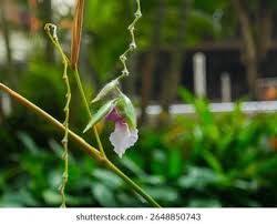 Image result for Thalia geniculata