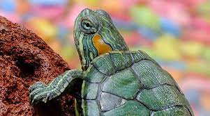 Down syndrome occurs when a baby is born with an extra chromosome 21. How Rescuing Turtles Helped A Man With Tourette Syndrome
