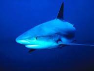 We may earn commission on some of the items you choose to buy. The Great White Shark Quiz 10 Questions