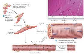 Formation Of A Multinucleate Skeletal Muscle Fiber Human Anatomy And Physiology Pharmacology Nursing Muscle System