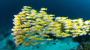 Although it will occasionally duck into a castle or behind a plant to hide, this fish tends to spend most of its day exploring the tank. Fish Use Physics To Avoid Collisions Nova Pbs Nova Pbs
