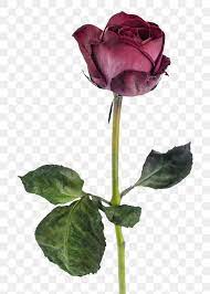 Red Rose Flower Transparent Png Free Image By Rawpixel Com Jira Rose Png Red Rose Flower Red Roses