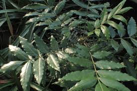 موسوعة النباتات المقاومة للتملح Salt Tolerant Plants Halophytes المملكة النباتية Plant Kingdom