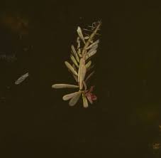 Image result for Rotala tenella