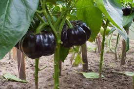 Do it at a shallow depth, cover them with compost and water abundantly. How To Plant Grow And Harvest Eggplants
