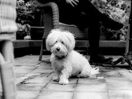 Vida, obra y milagros de Raúl del Pozo - Zenda