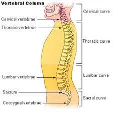 878x1024 human body spine diagram diagrams backbone diagram of human. The Human Spine Lesson For Kids Study Com