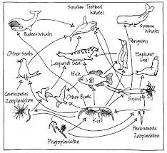 Take a deep breath and relax with these free mandala coloring pages just for the adults. Schoolyard Food Webs In This Activity Students Explore The Idea Of Food Webs By Undertaking A Nature Survey And Identifying Food Web Ocean Food Web Tree Day