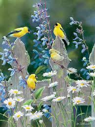 Cobble hill 500 pieces jigsaw puzzle: Puzzle Cobble Hill 500 Pieces Goldfinches Quartet 1001puzzle Com